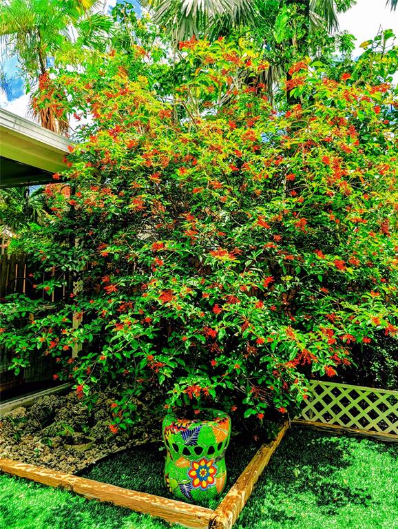 11240 Reveille Road Cooper City, FL 33026 - Photo 70 of 97 Backyard is surrounded with butterfly and night blooming jasmine bushes. This one gets humming birds.