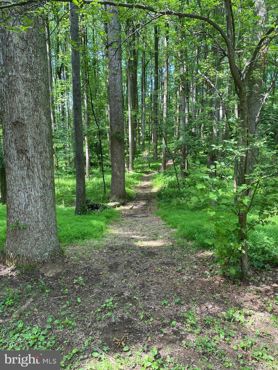 642 Springvale Road Great Falls, VA 22066 - Photo 3 of 44 Peaceful path thru the woods