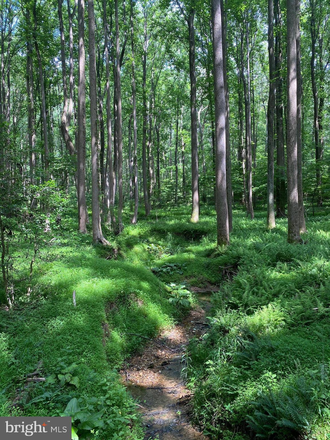 642 Springvale Road Great Falls, VA 22066 - Photo 6 of 44