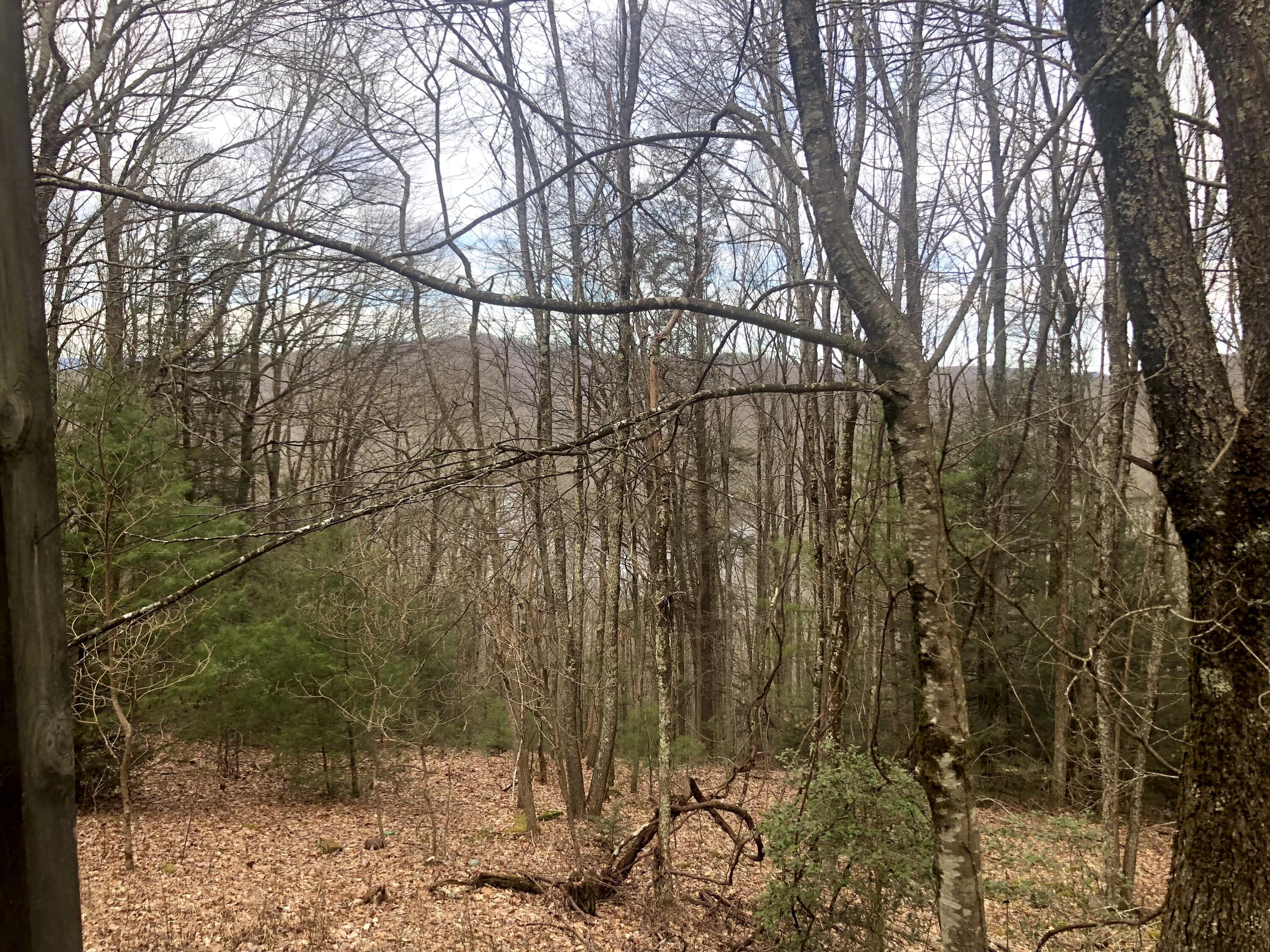 4446 Sentry Road Big Stone Gap, VA 24219 - Photo 13 of 22 A36D6BBB-25D3-4A43-A86D-E7A3D41030E4