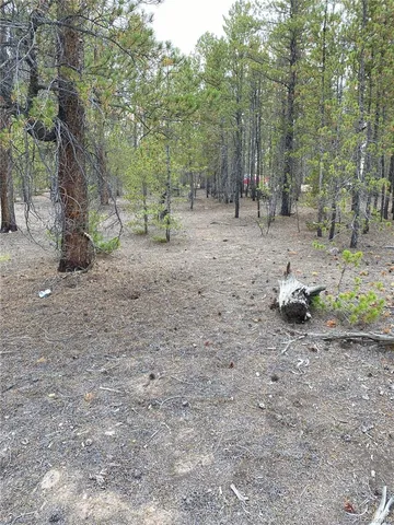 a view of a forest with trees in the background