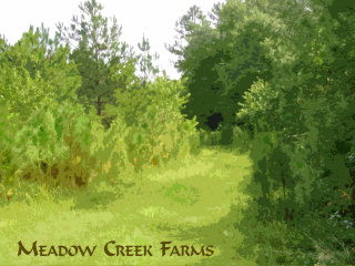 10 Cooks Pond Road Warrenville, SC 29851 - Photo 1 of 1