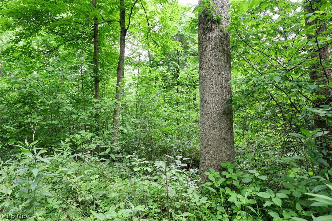 Dixon Road Jacobsburg, OH 43933 - Photo 13 of 29 Gallery Image 13
