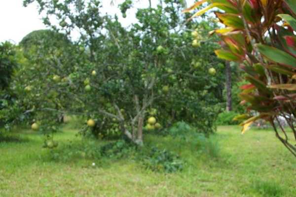 Papaya Farms Road Pahoa, HI 96778 - Photo 11 of 27 Gallery Image 11
