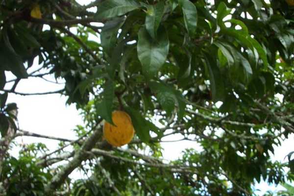 Papaya Farms Road Pahoa, HI 96778 - Photo 12 of 27 Gallery Image 12