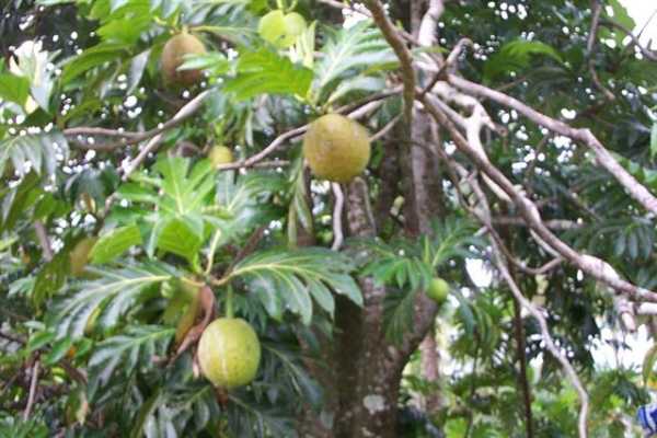 Papaya Farms Road Pahoa, HI 96778 - Photo 13 of 27 Gallery Image 13