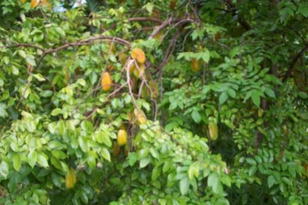 Papaya Farms Road Pahoa, HI 96778 - Photo 14 of 27 Gallery Image 14
