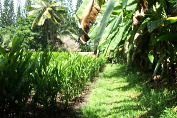 Papaya Farms Road Pahoa, HI 96778 - Photo 18 of 27 Gallery Image 18