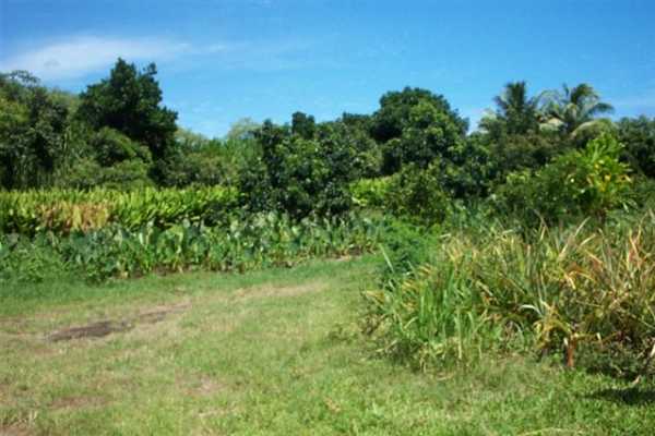 Papaya Farms Road Pahoa, HI 96778 - Photo 22 of 27 Gallery Image 22