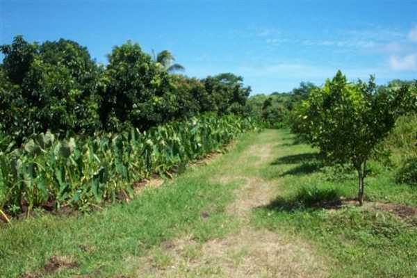 Papaya Farms Road Pahoa, HI 96778 - Photo 23 of 27 Gallery Image 23
