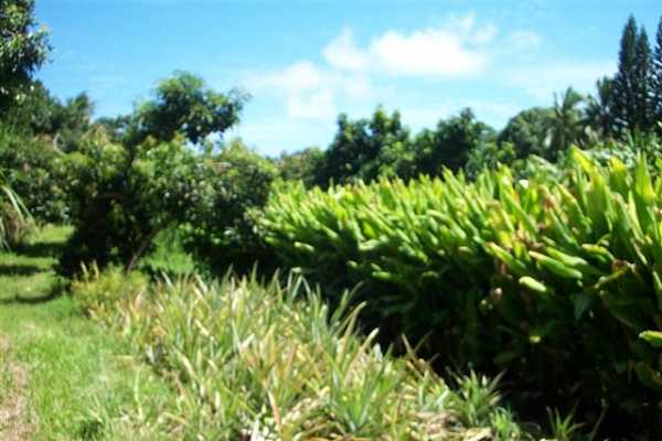 Papaya Farms Road Pahoa, HI 96778 - Photo 24 of 27 Gallery Image 24