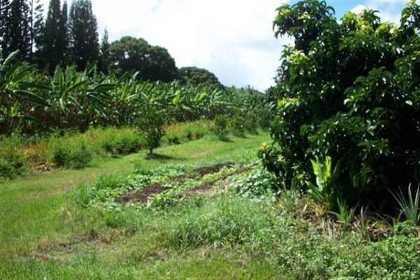 Papaya Farms Road Pahoa, HI 96778 - Photo 26 of 27 Gallery Image 26