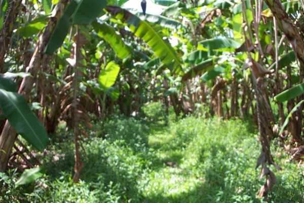 Papaya Farms Road Pahoa, HI 96778 - Photo 27 of 27 Gallery Image 27