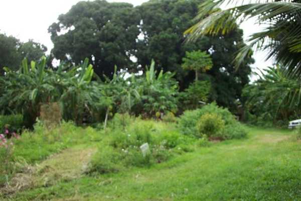 Papaya Farms Road Pahoa, HI 96778 - Photo 4 of 27 Gallery Image 4