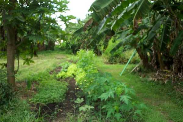 Papaya Farms Road Pahoa, HI 96778 - Photo 7 of 27 Gallery Image 7