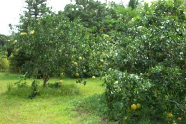 Papaya Farms Road Pahoa, HI 96778 - Photo 9 of 27 Gallery Image 9