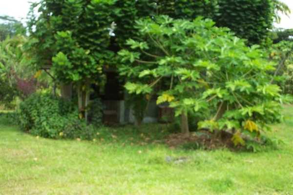Papaya Farms Road Pahoa, HI 96778 - Photo 10 of 27 Gallery Image 10