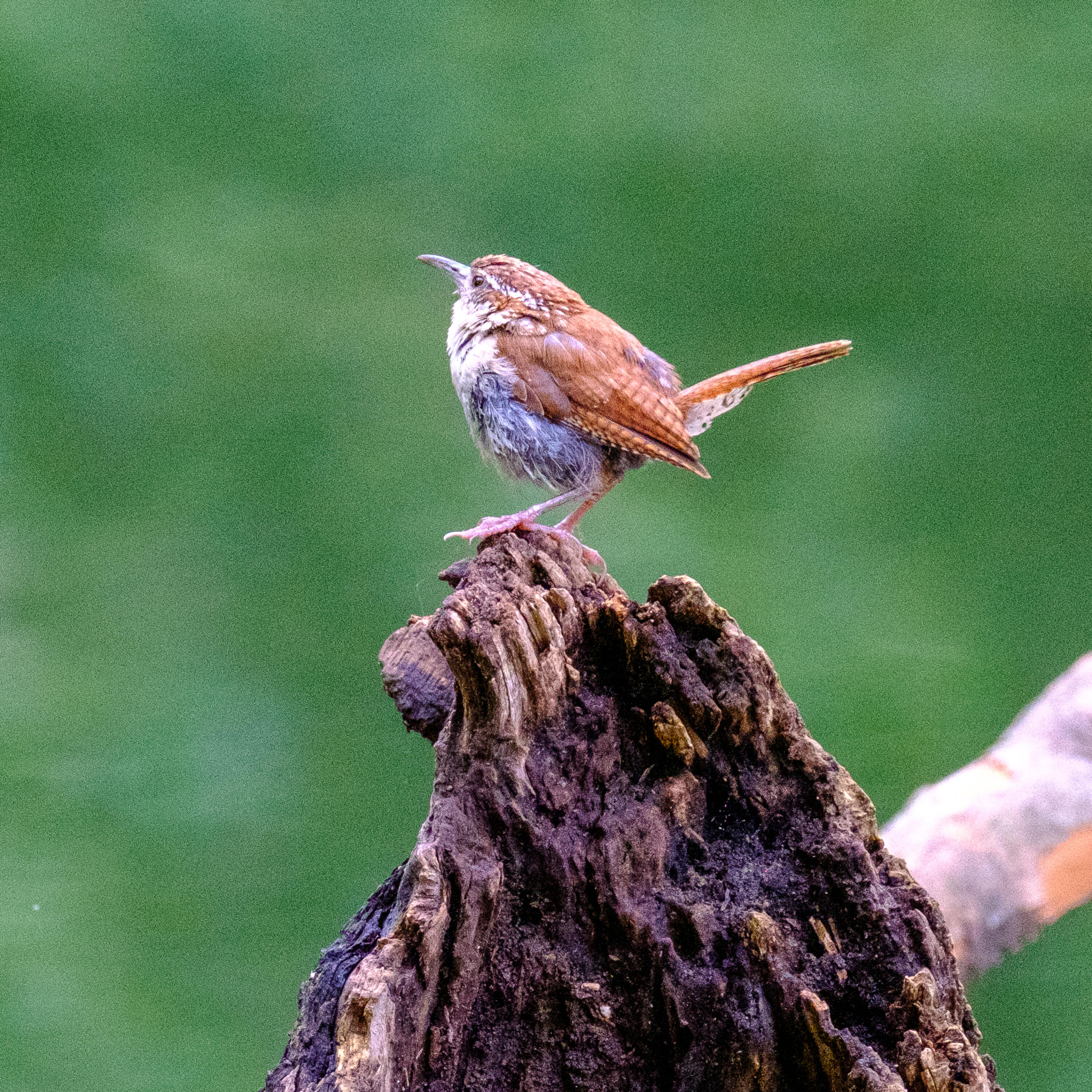 1122 Taylor Road Danville, KY 40422 - Photo 46 of 46 1122 CAROLINA WREN