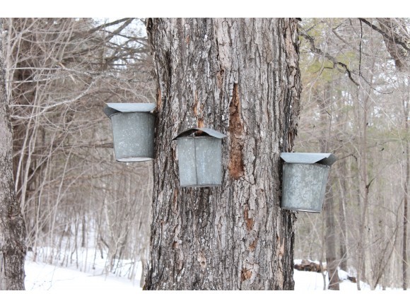 367 White Hill Road Washington, VT 05675 - Photo 14 of 14