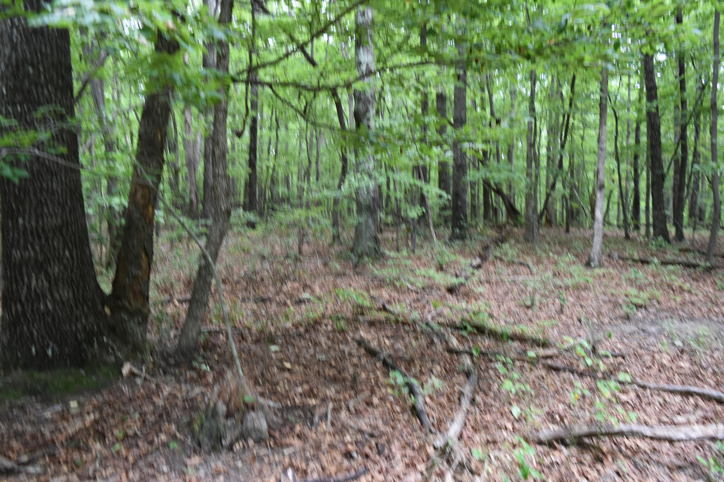 0 Deepwoods Road, Unit LOT 8 COOLEYS RIFT Sewanee, TN 37375 - Photo 12 of 23 DSC_0093