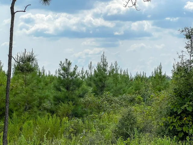 $115,500 | 4 County Road 235, Brookeland, TX 75931