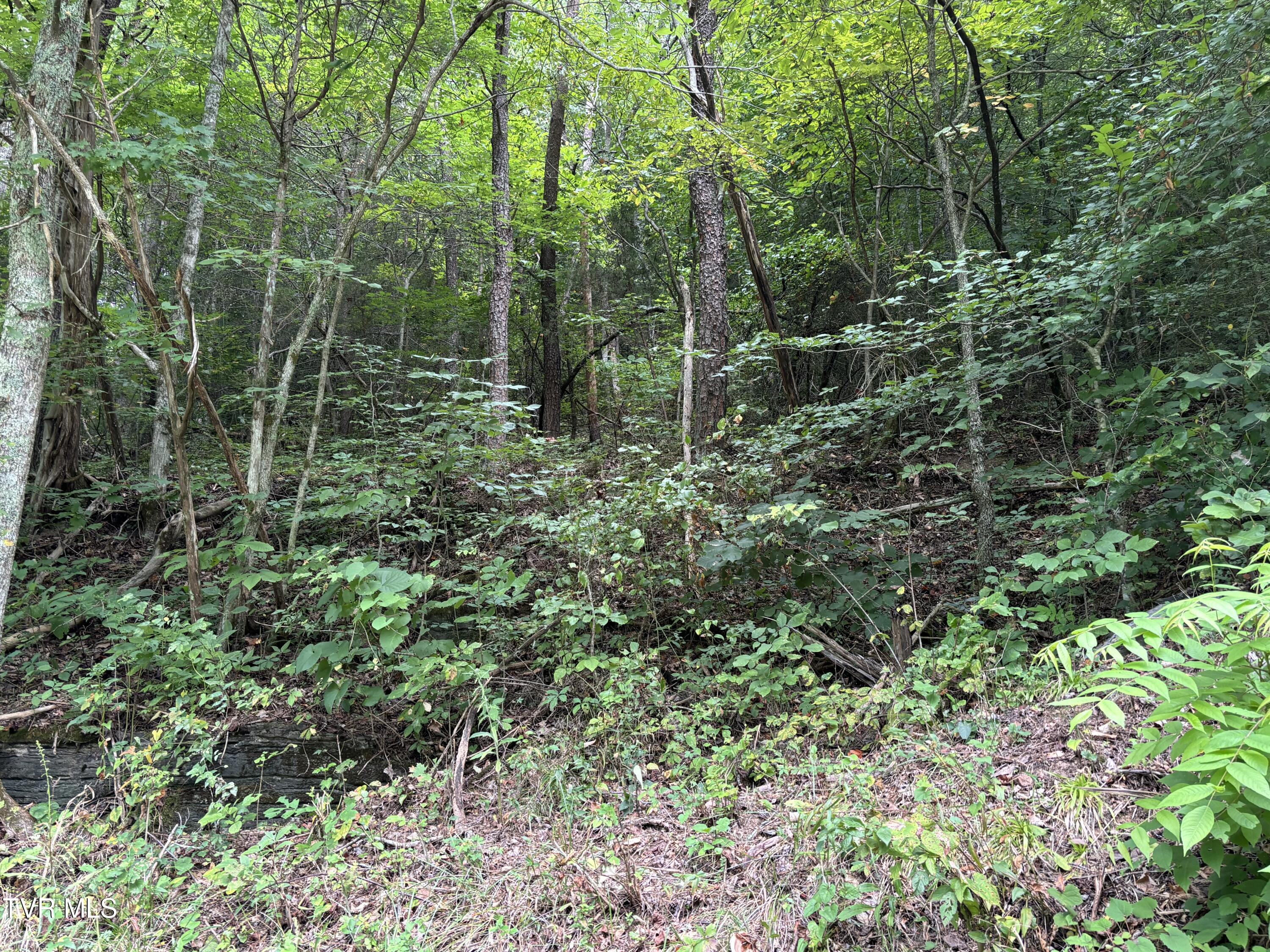 Tbd Willow Springs Road Elizabethton, TN 37643 - Photo 3 of 3 Willow Springs