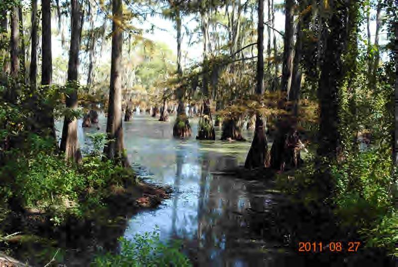148 Doyle Carter Road Campti, LA 71411 - Photo 2 of 16 Gallery Image 2