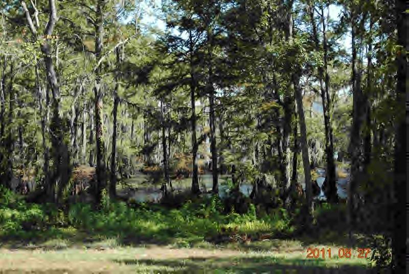 148 Doyle Carter Road Campti, LA 71411 - Photo 3 of 16 Gallery Image 3