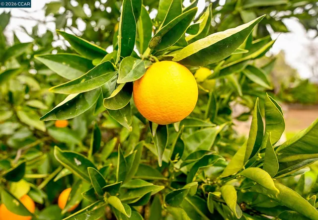 $560,000 | 1593 Norine Drive, Pittsburg, CA 94565