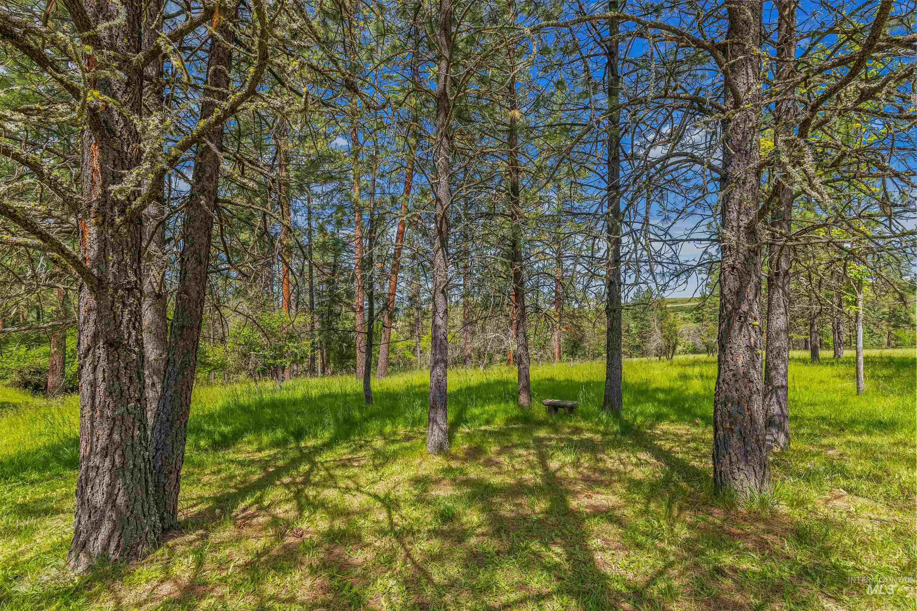 743 Wall Crk Road Stites, ID 83552 - Photo 16 of 48 Wooded property featuring mature trees and expansive grassy areas