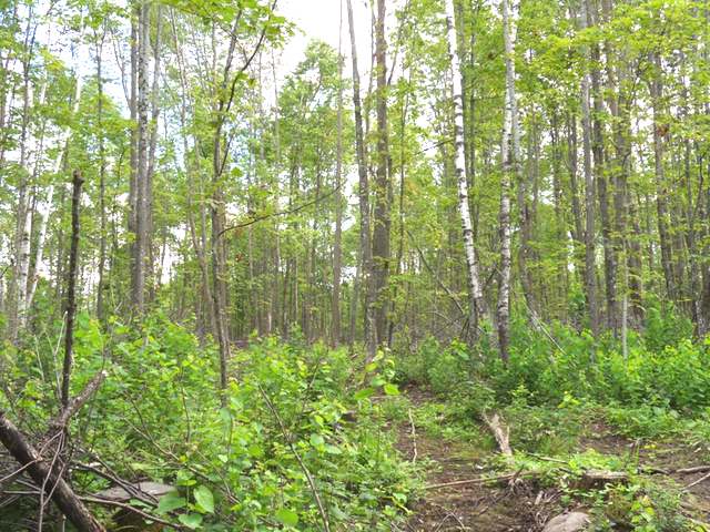 11420 Old 8 Road Crandon, WI 54520 - Photo 20 of 20 Gallery Image 20