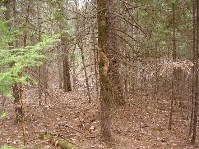 4143 Kneeland Road Lewiston, MI 49756 - Photo 20 of 24 Gallery Image 20