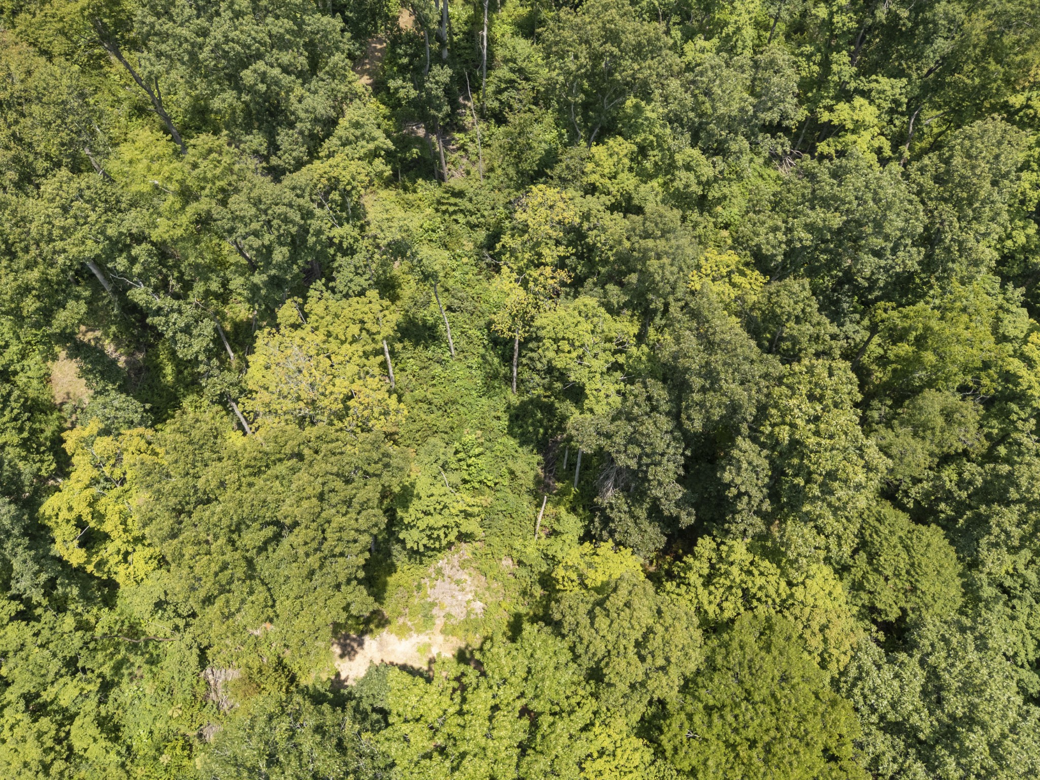 0 Slayden Wood Road Vanleer, TN 37181 - Photo 24 of 25 Gallery Image 24