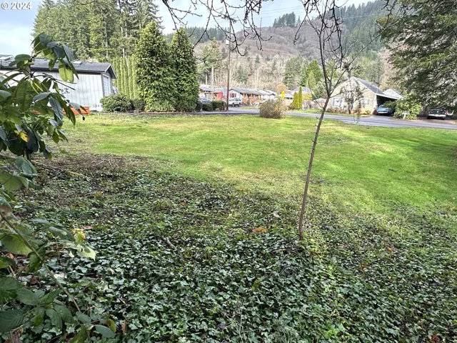 a view of a tree in a yard