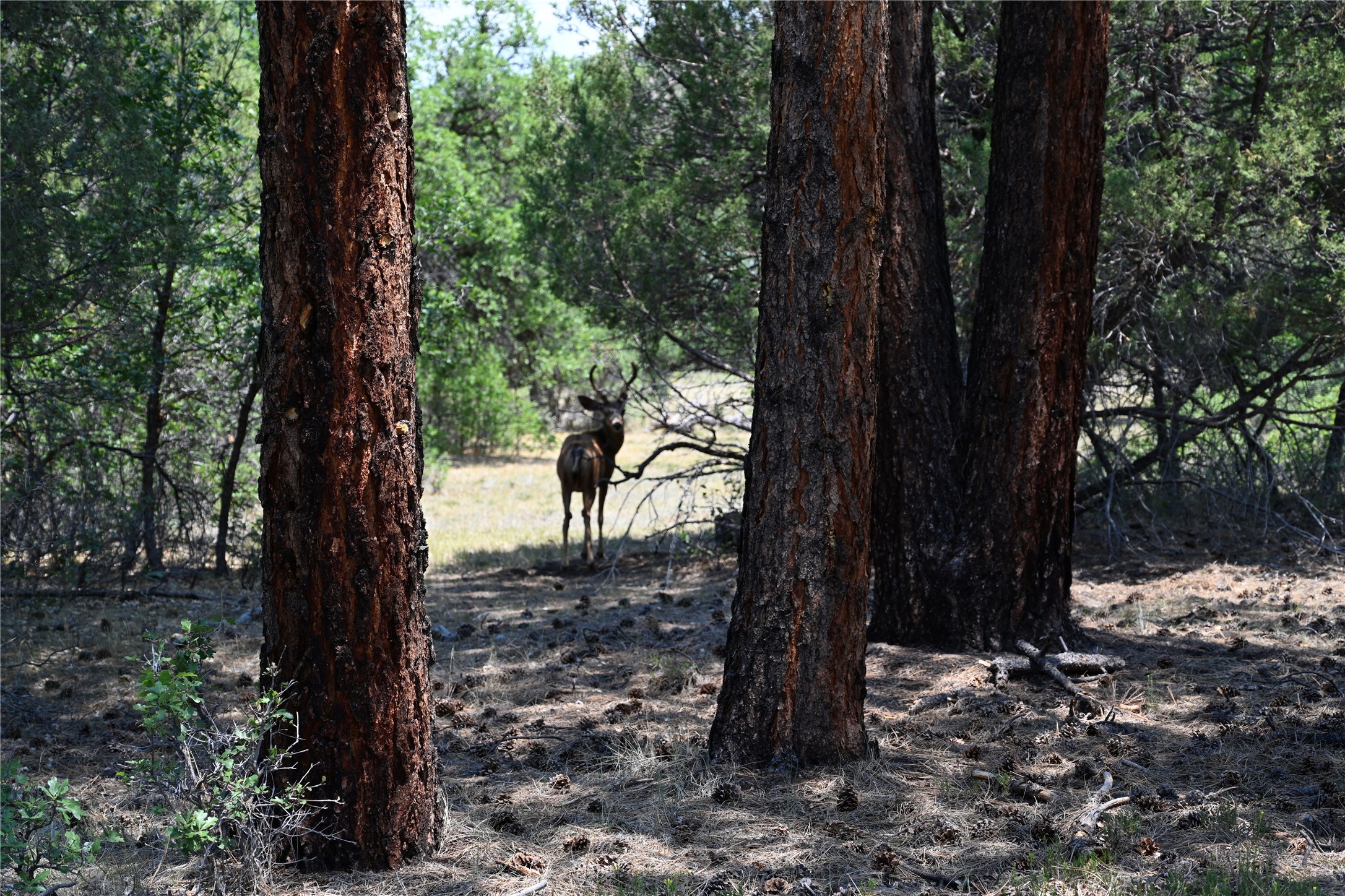 0 The Forks Road Chama, NM 87520 - Photo 1 of 25 Gallery Image 1
