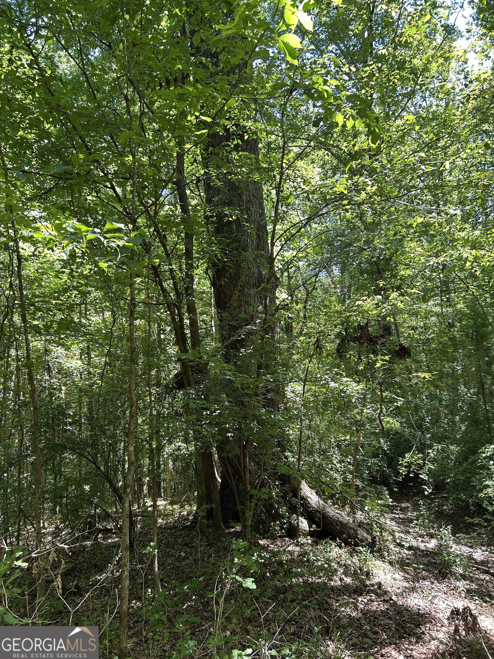 6556 Elberton Road Tignall, GA 30668 - Photo 42 of 68