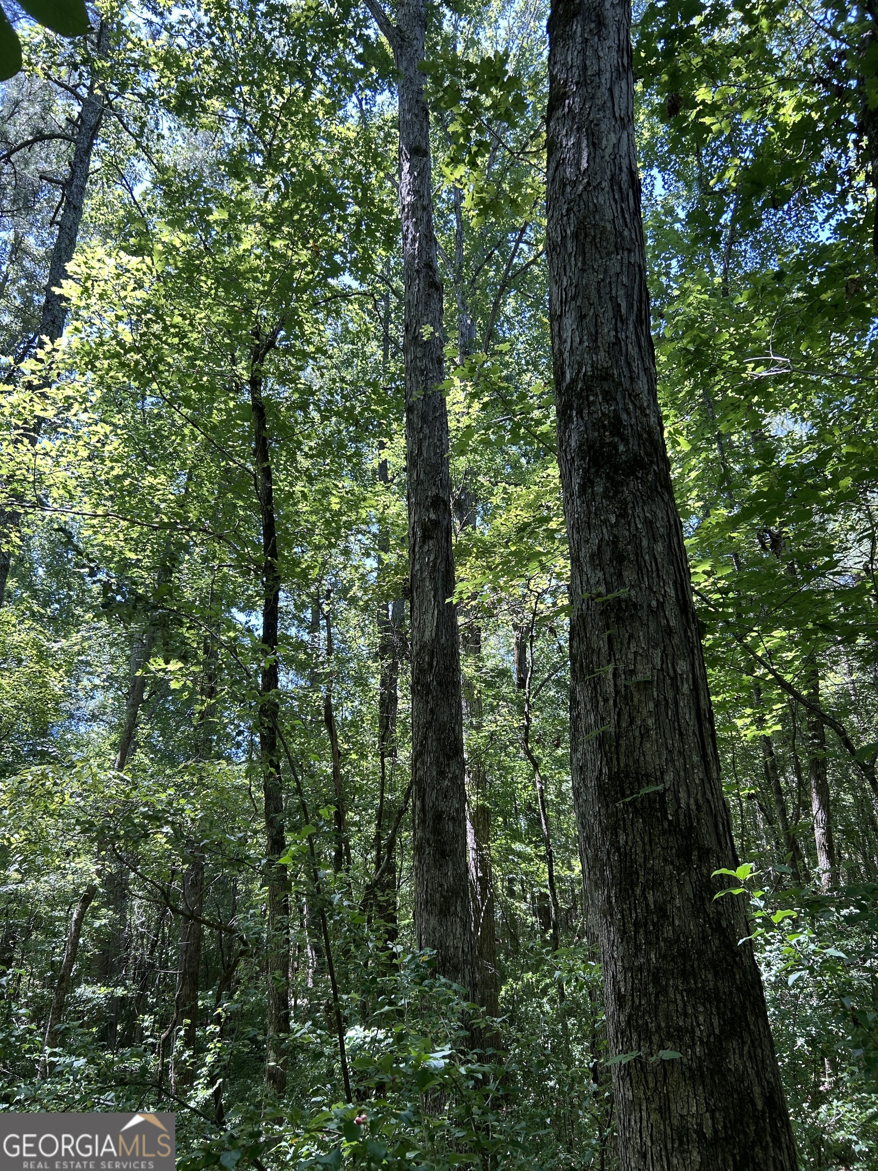 6556 Elberton Road Tignall, GA 30668 - Photo 44 of 68