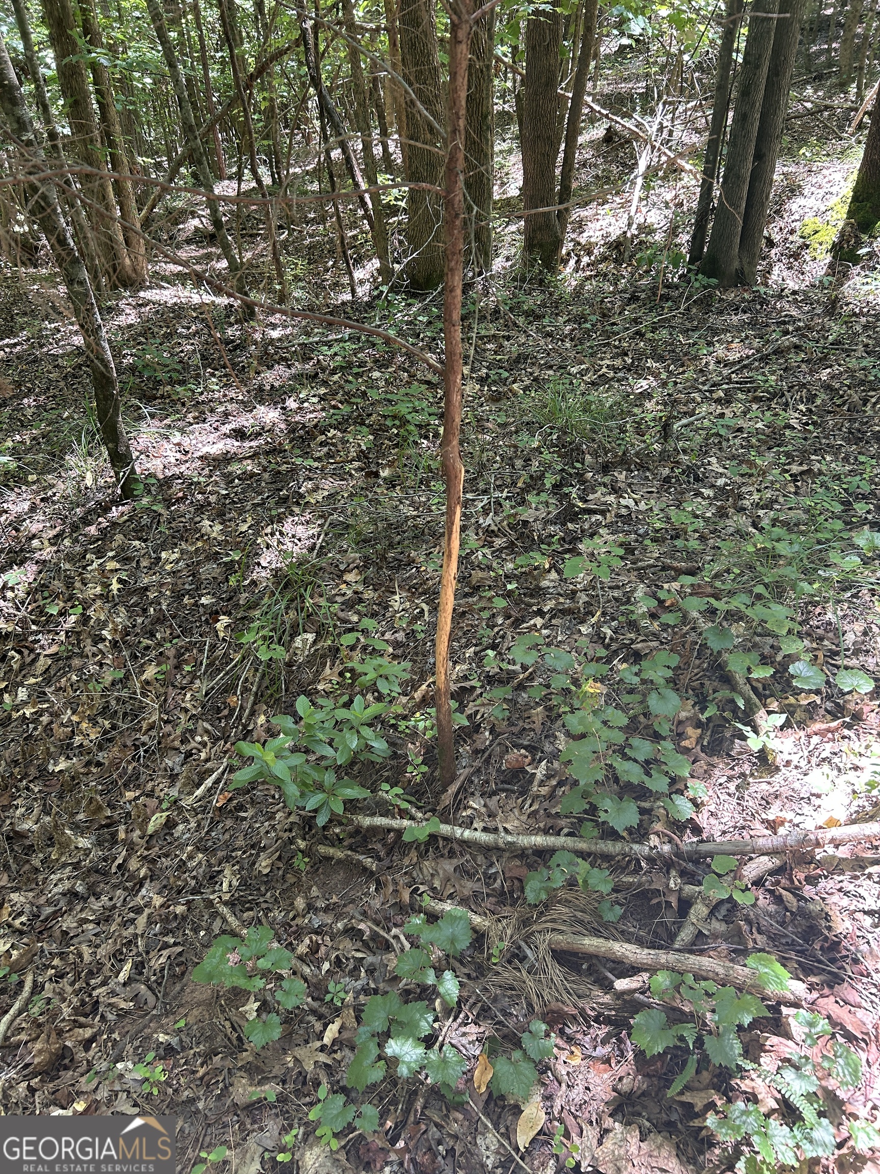 6556 Elberton Road Tignall, GA 30668 - Photo 50 of 68