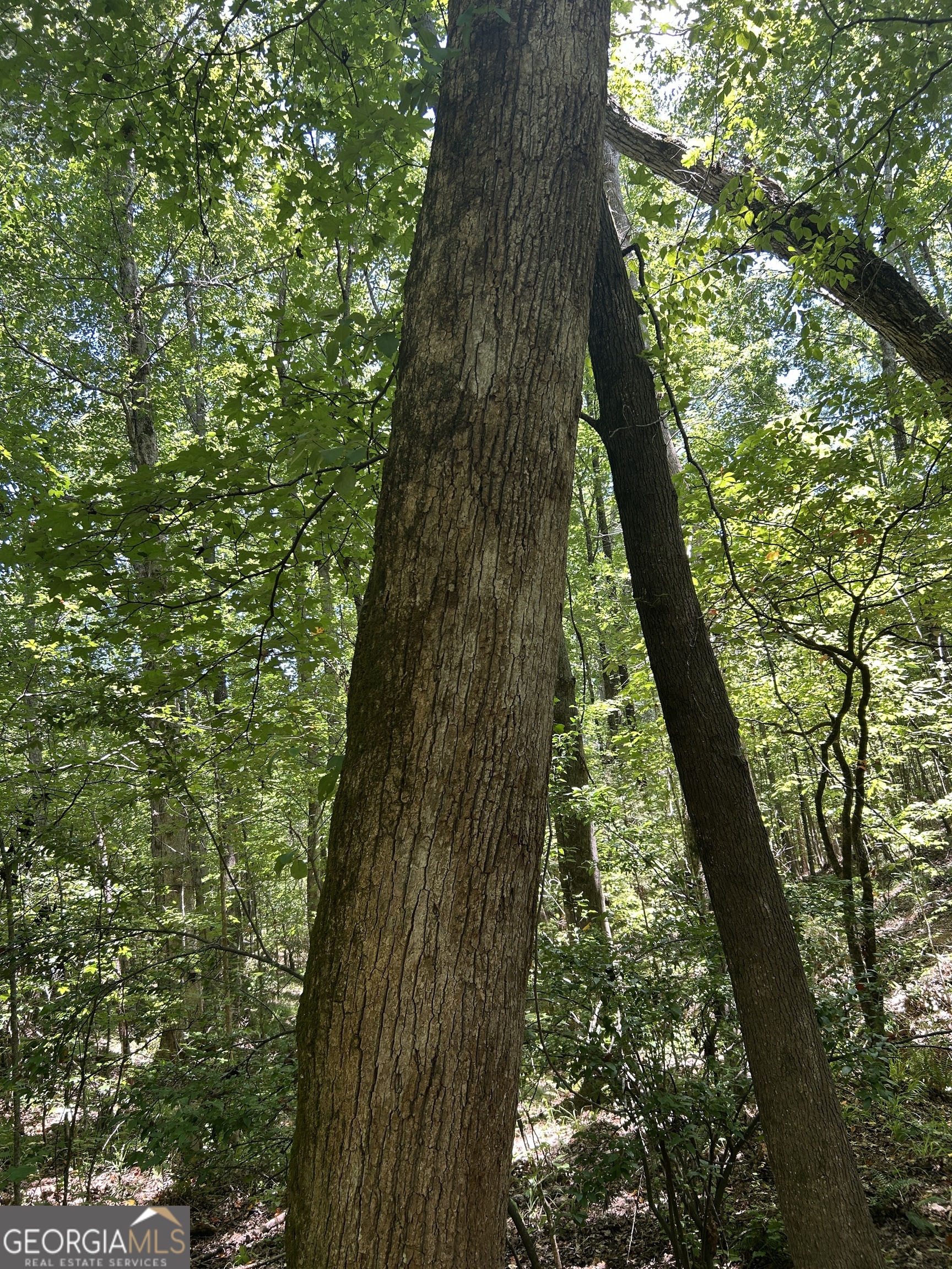 6556 Elberton Road Tignall, GA 30668 - Photo 57 of 68