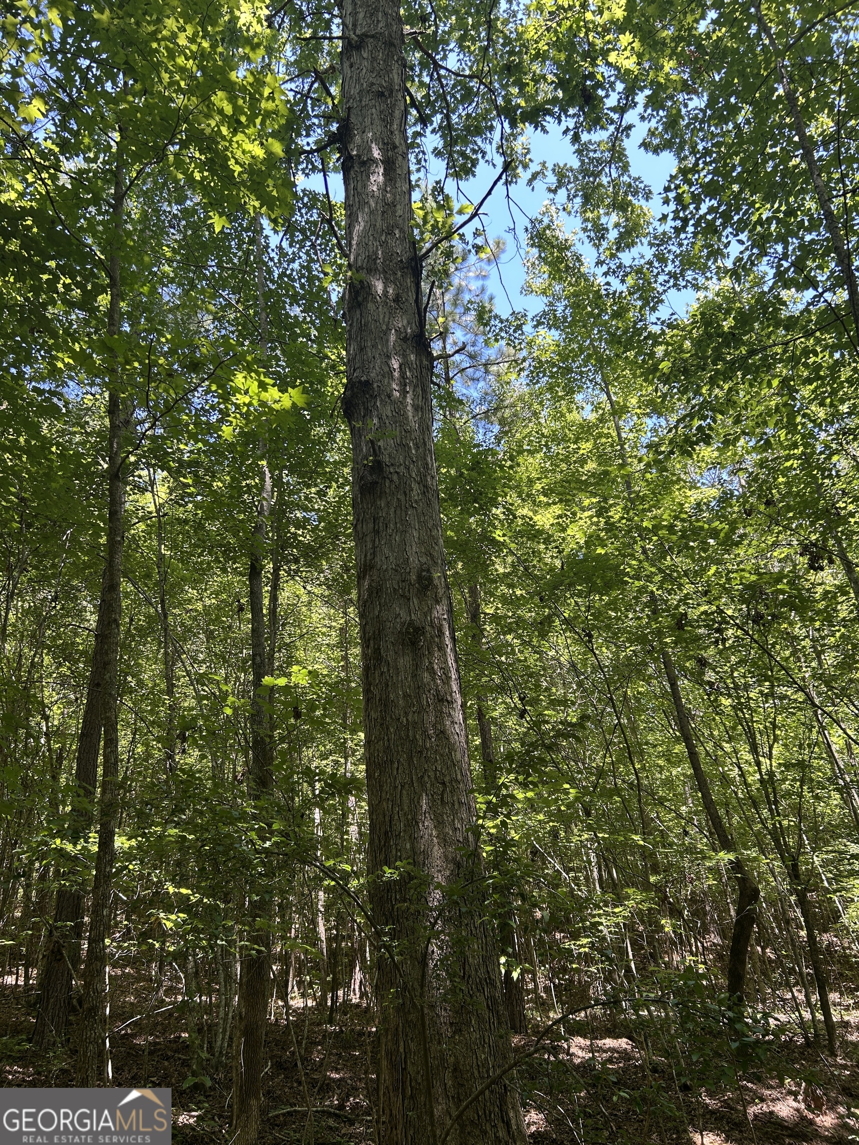 6556 Elberton Road Tignall, GA 30668 - Photo 58 of 68