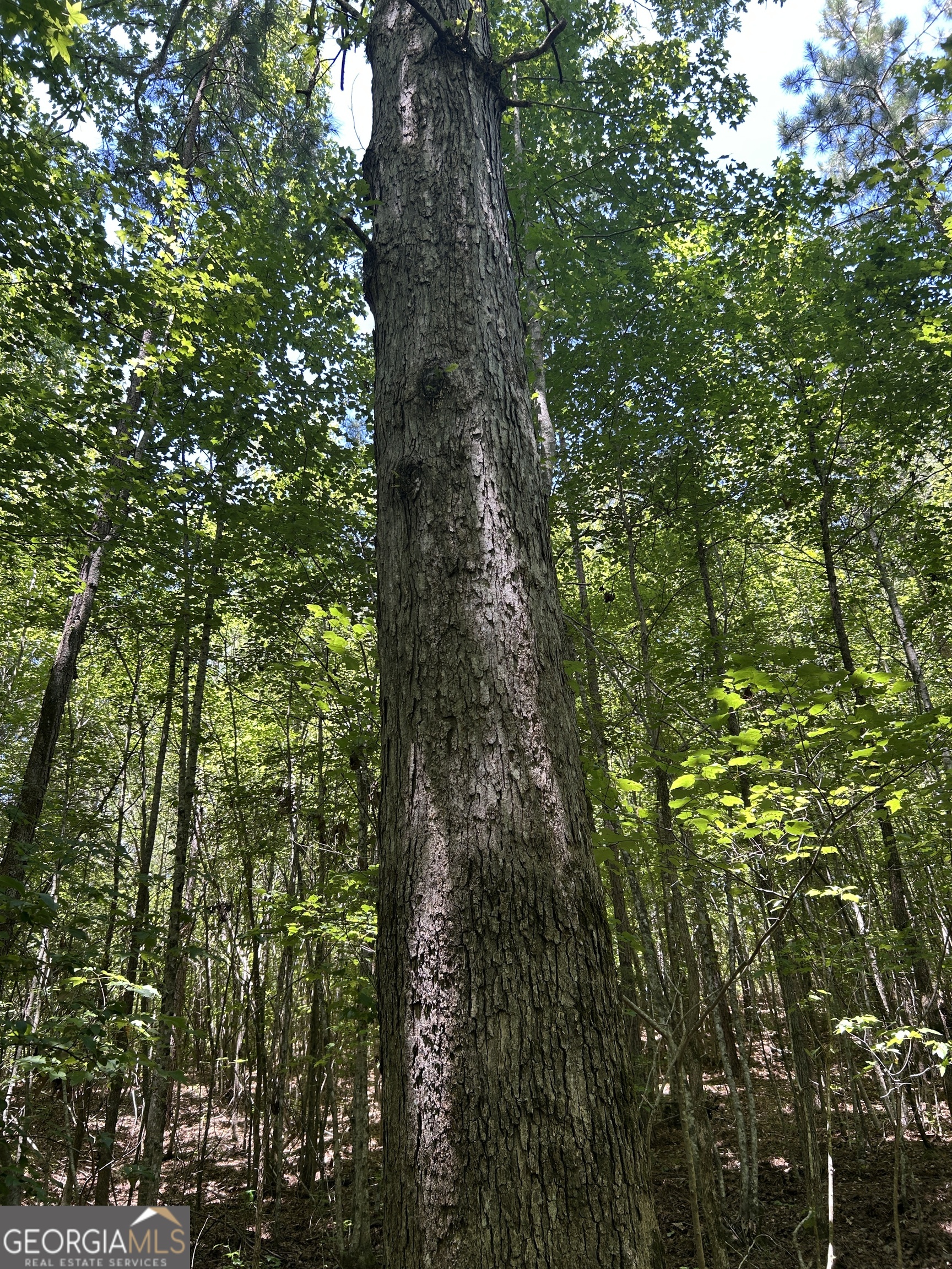 6556 Elberton Road Tignall, GA 30668 - Photo 59 of 68