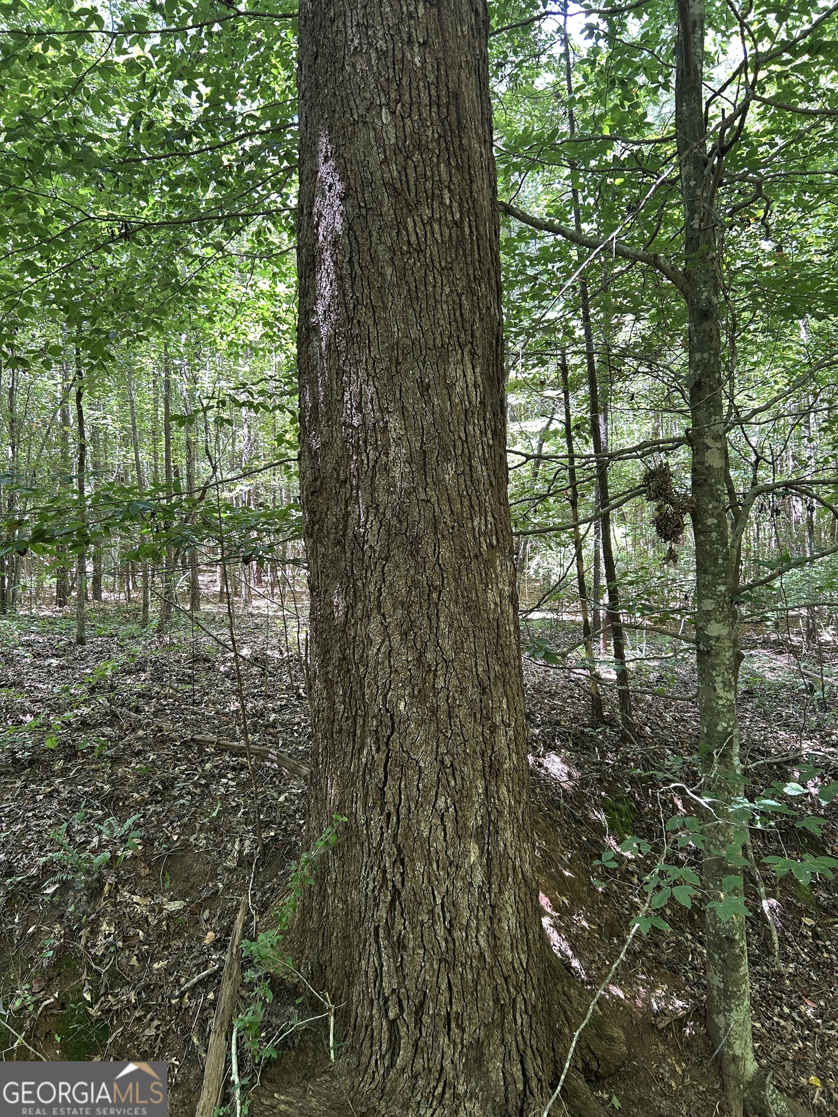 6556 Elberton Road Tignall, GA 30668 - Photo 66 of 68