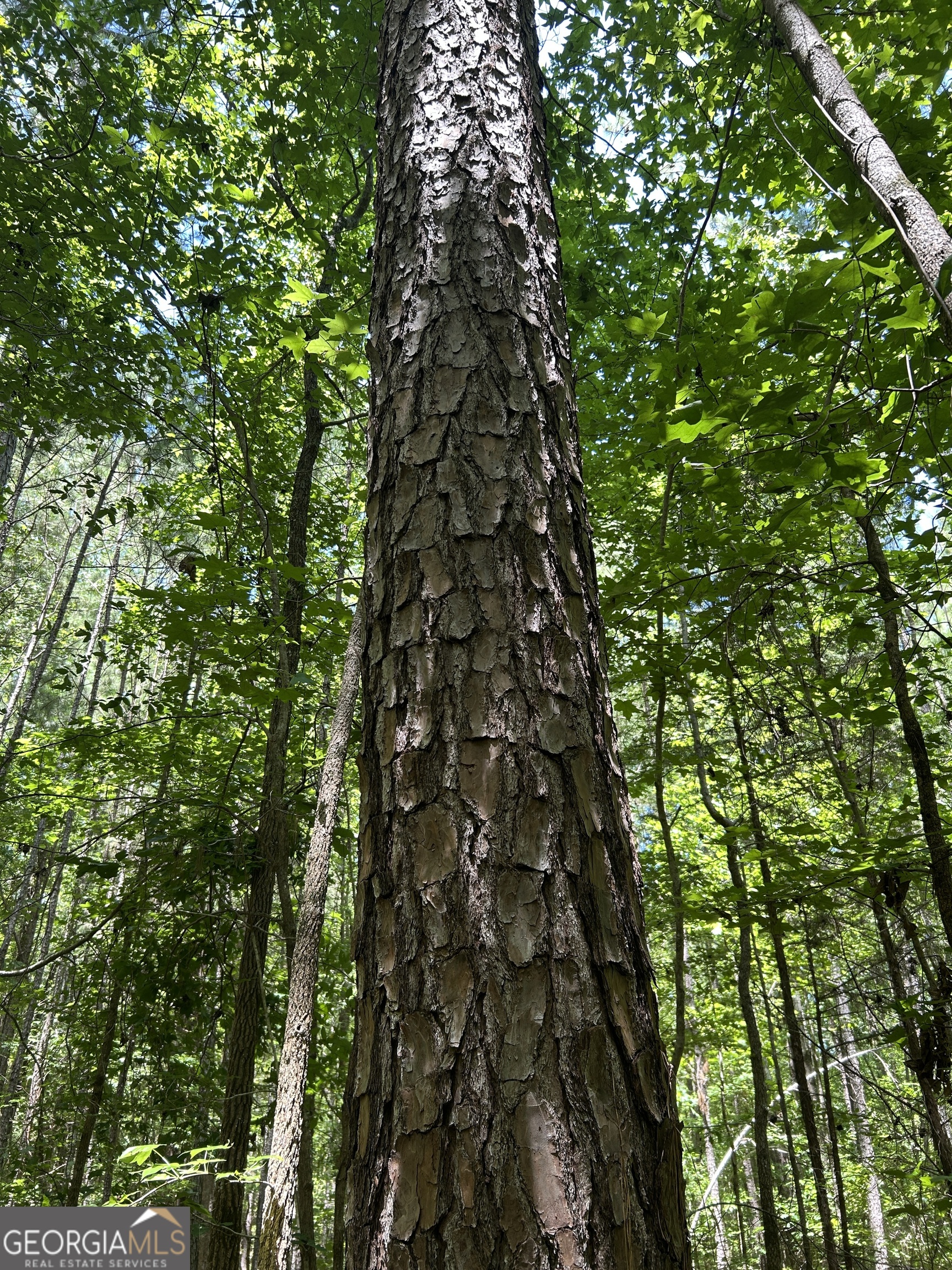 6556 Elberton Road Tignall, GA 30668 - Photo 68 of 68