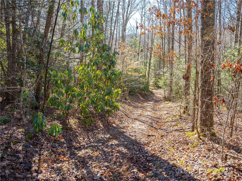 Tbd Long Branch Road Swannanoa, NC 28778 - Photo 12 of 18 a view of a yard with plants and trees