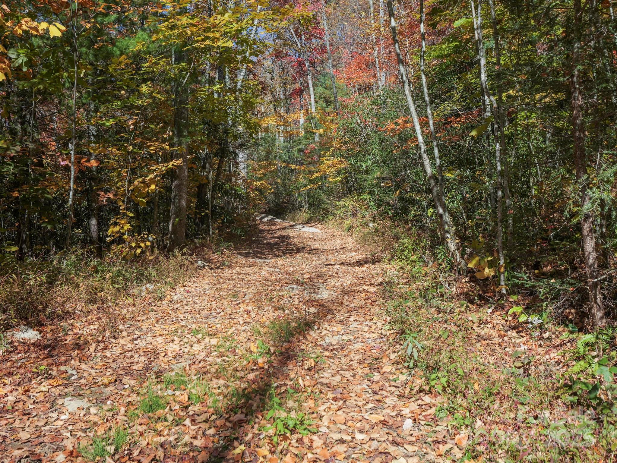 Tbd Long Branch Road Swannanoa, NC 28778 - Photo 15 of 18 a view of a yard with plants and trees