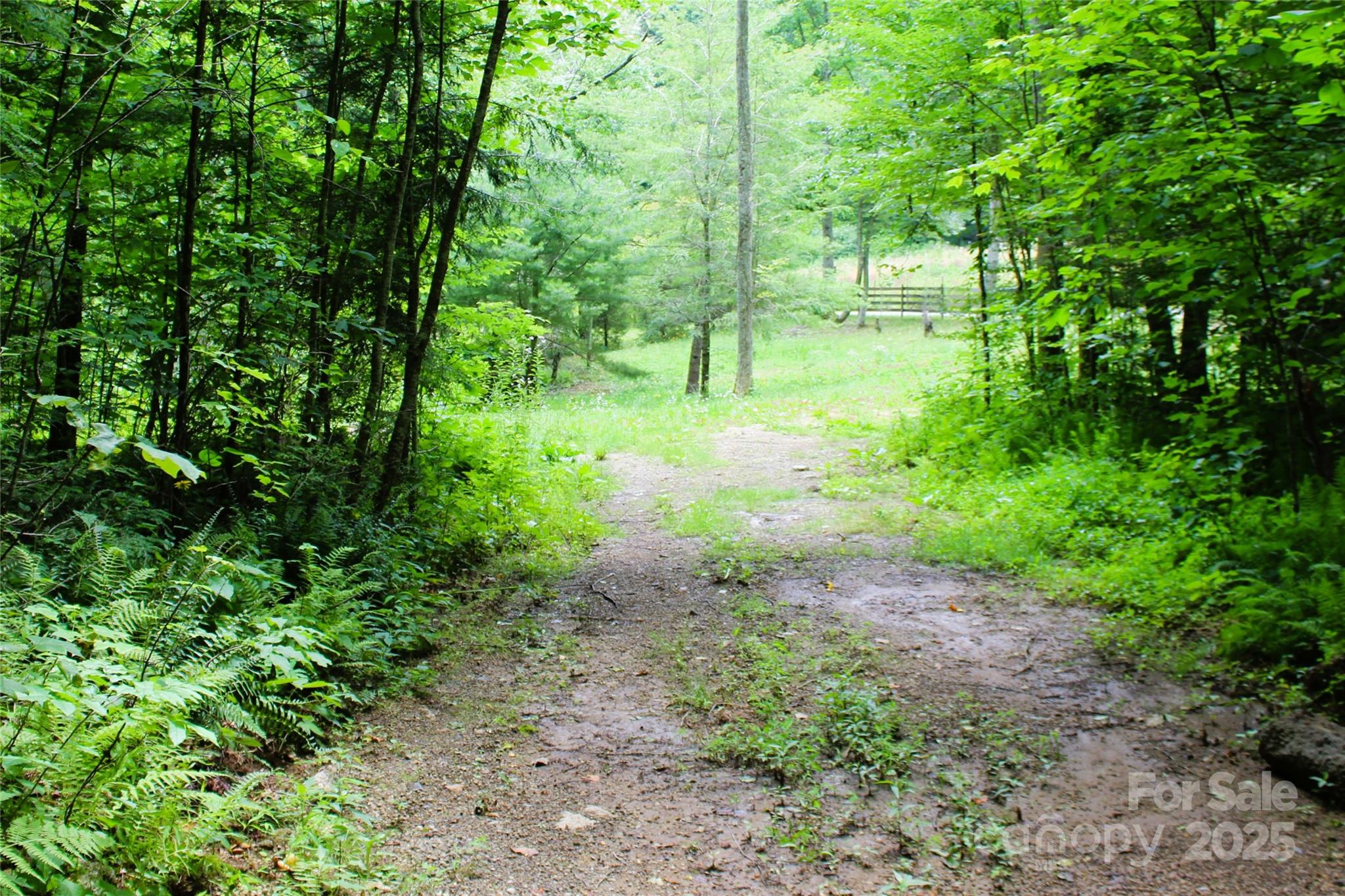Tbd Long Branch Road Swannanoa, NC 28778 - Photo 16 of 18 a view of a garden with a tree