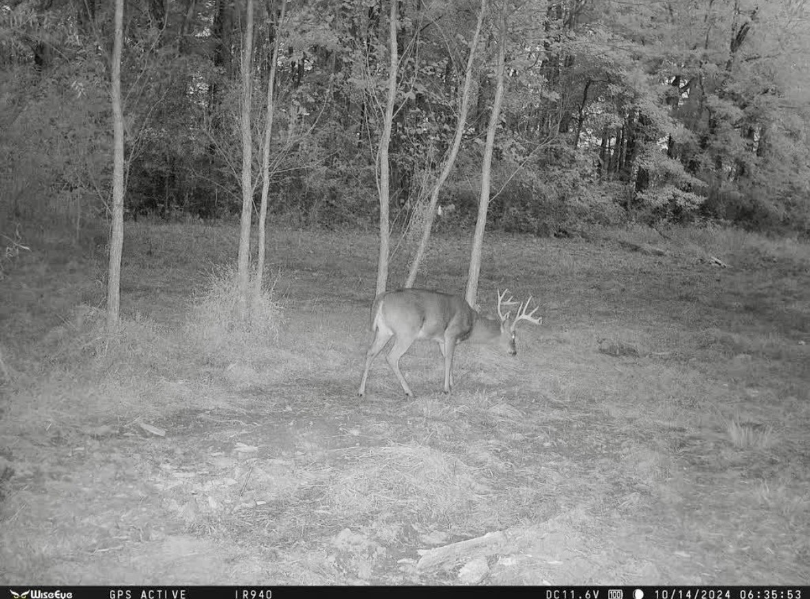 835 Mt Zion Road Scotts Hill, TN 38374 - Photo 11 of 76