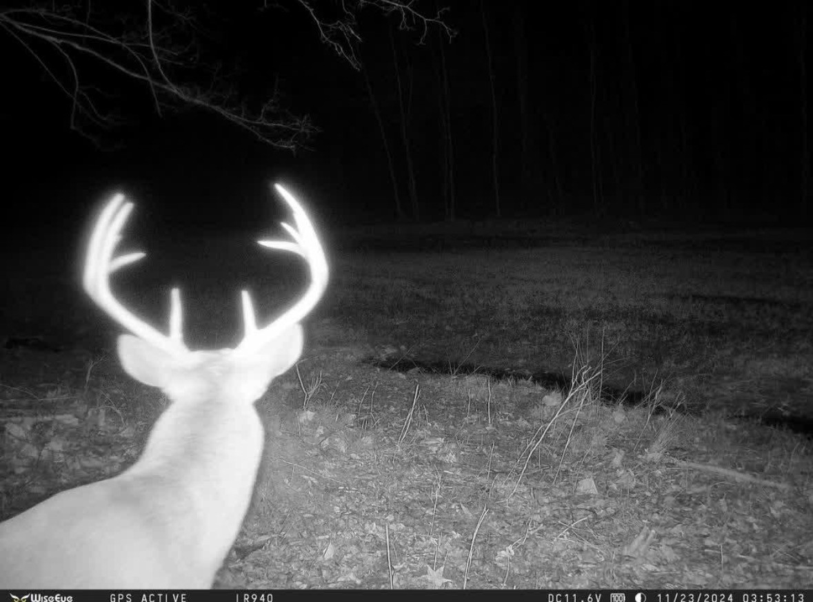 835 Mt Zion Road Scotts Hill, TN 38374 - Photo 12 of 76
