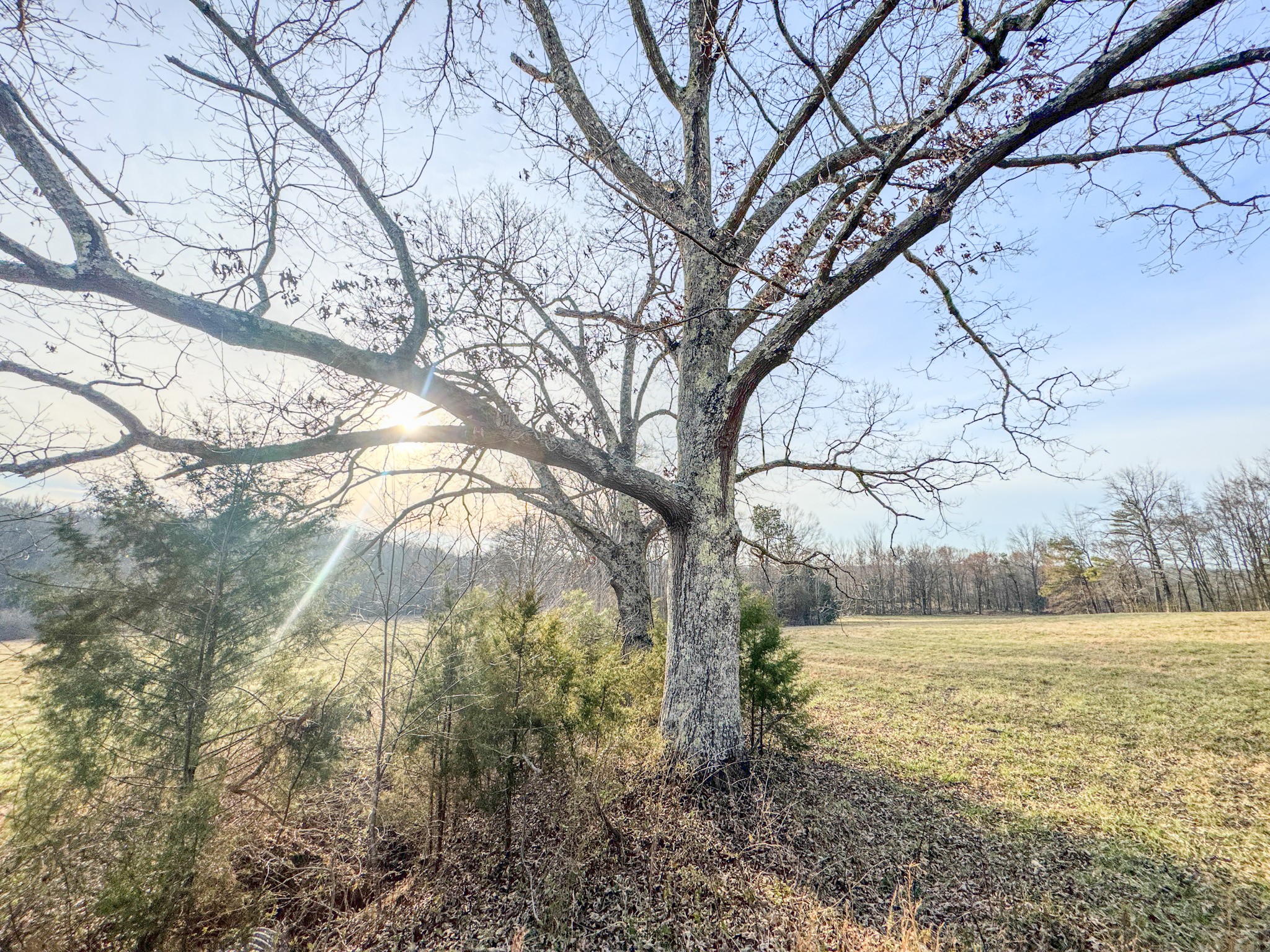 835 Mt Zion Road Scotts Hill, TN 38374 - Photo 17 of 76 a view of a yard with a tree