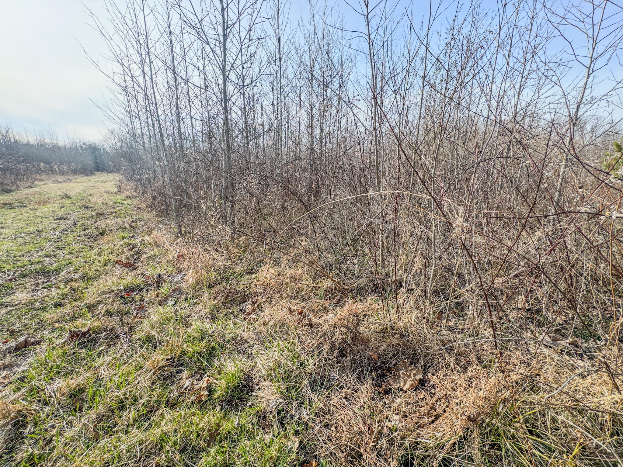 835 Mt Zion Road Scotts Hill, TN 38374 - Photo 36 of 76 a view of a dry yard with wooden fence